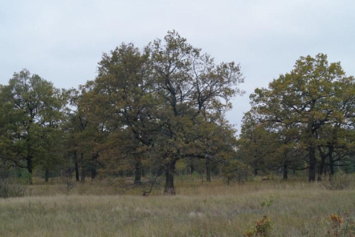Oak forest stands