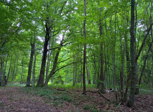 Широколиственное насаждение Стародорожского лесхоза