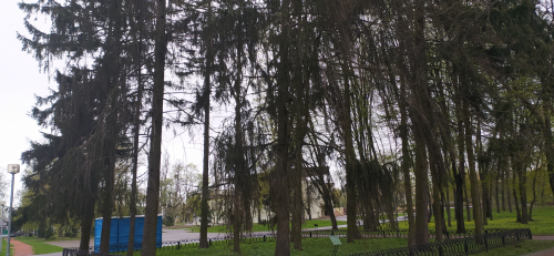 Brestskie snake-shaped Norway spruces