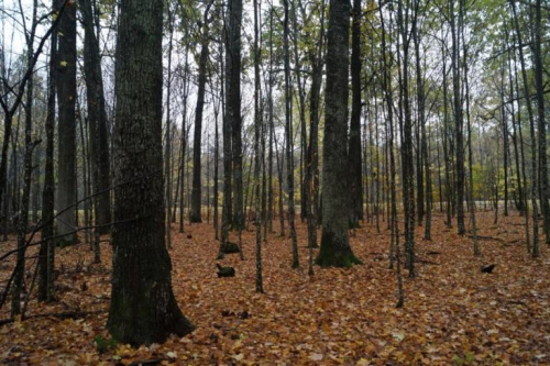 Oak and birch forest stands