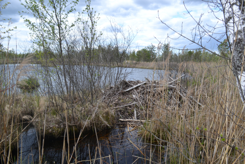 Reserve Osinotorfsky