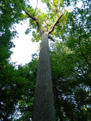Danilevichsky European oak