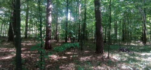 Насаждения сосны