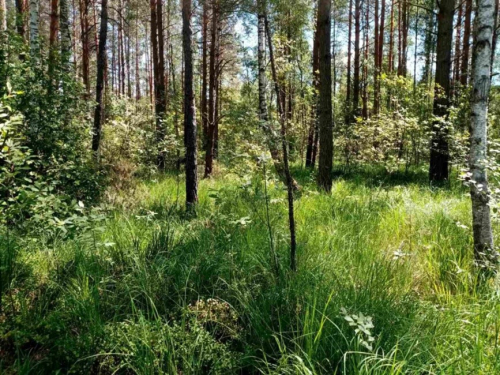 Заказник «Застарье»