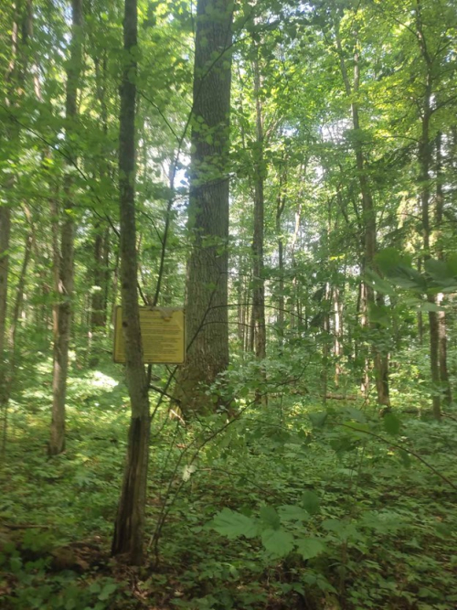 Клевский дуб 1