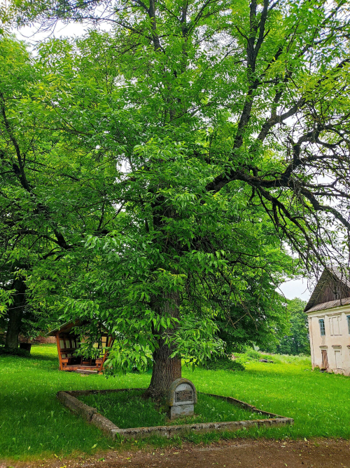 Zhemyslavsky Pennsylvania ash aucubifolia