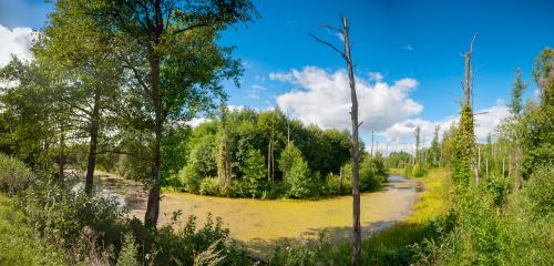 Заказник «Королевщина»
