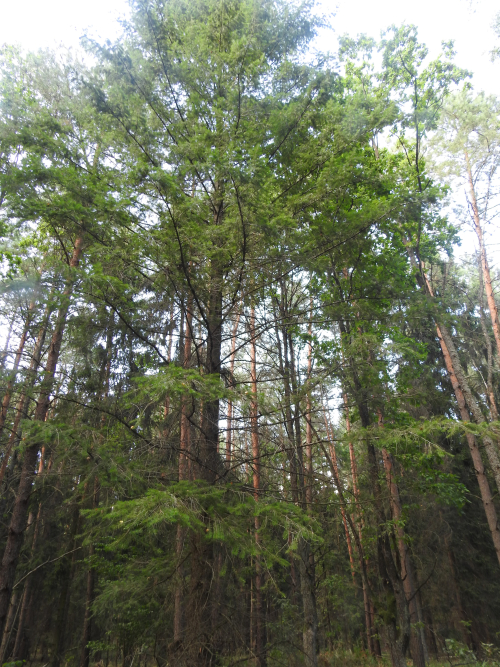 Zavyshansky Douglas fir forest