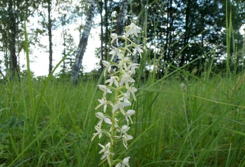 Заказник «Сетище»