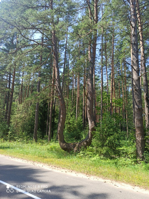 Эталонное насаждение сосны