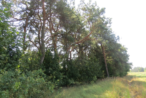 Ivatsevichskoe crooked forest