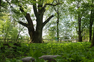 Sitcevsky giant oak