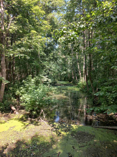 Starye Peski old park