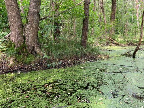 Межледниковое отложение