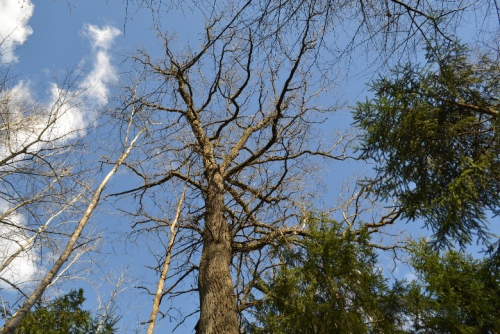 Дерево В.А. Елисеенко
