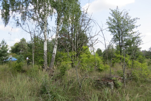 Perehrestenskie Beresty