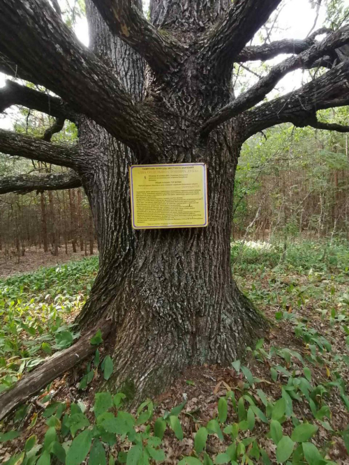 Два отдельно стоящих дуба