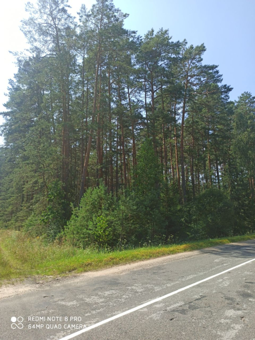 Эталонное насаждение сосны