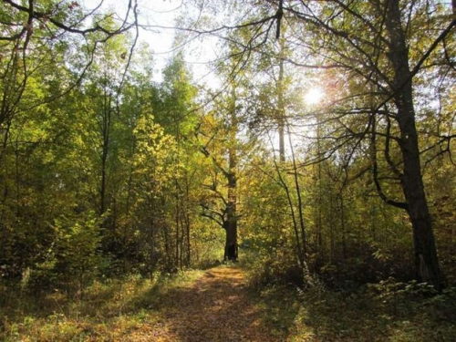 Насаждение старинной усадьбы Андривонж