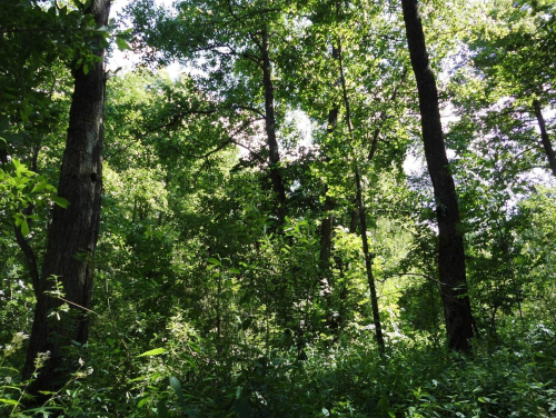 Заказник «Белое»