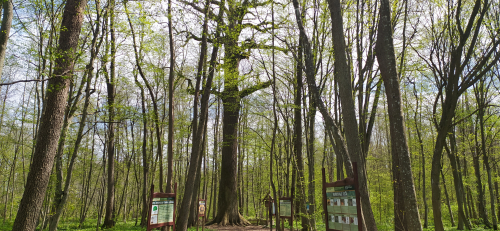 Pozhezhinsky king oak