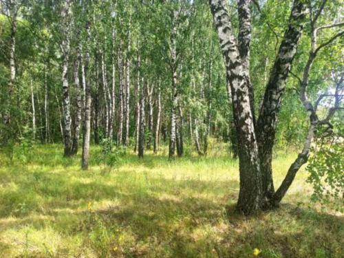 Полящицкая роща