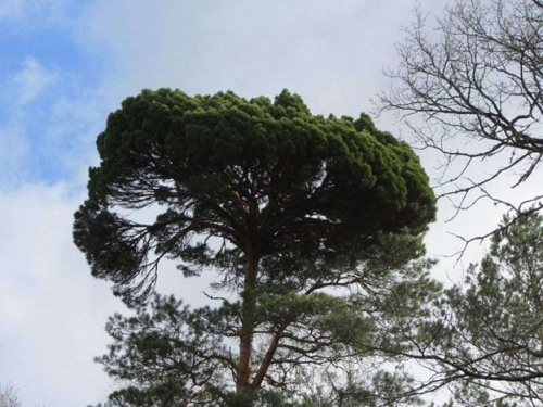 Koroleva pine