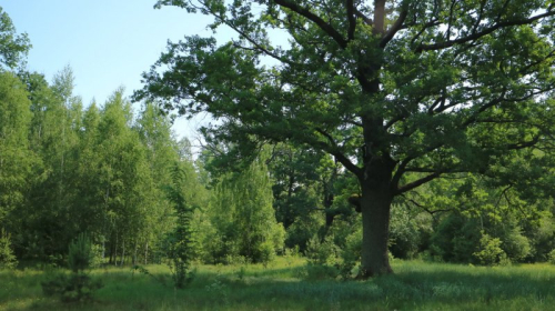 Century-old oak forest in the vicinity of Belaya agro-town
