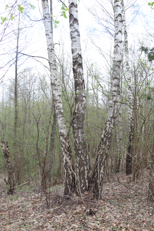 Бресское насаждение карельской березы