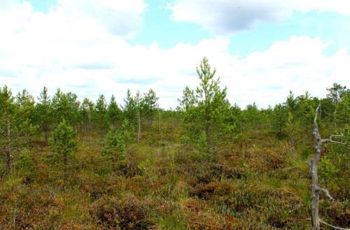 Заказник «Эсьмонский мох»