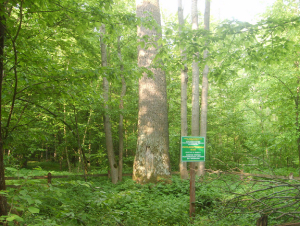 Buda-Koshelevsky-1 European oak