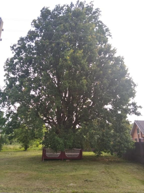 Дуб пирамидальный «Заозерский»