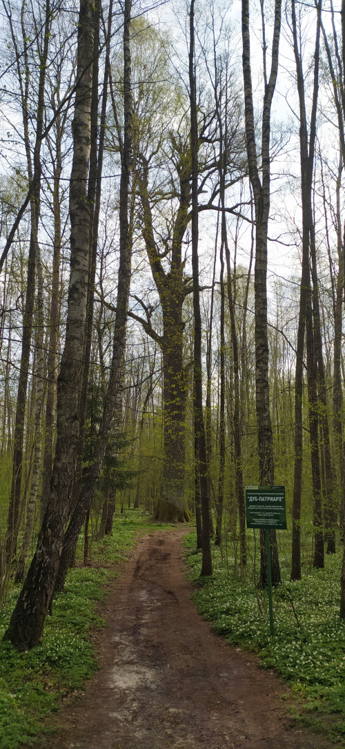 Pozhezhinsky patriarch oak