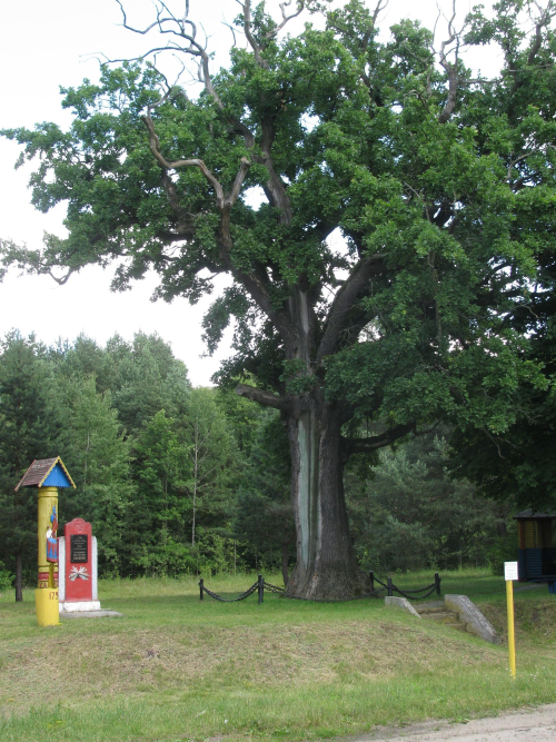 Suvorovsky oak
