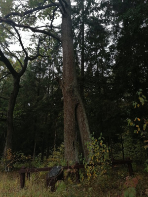 Два сросшихся дуба черешчатых «Голынковские»