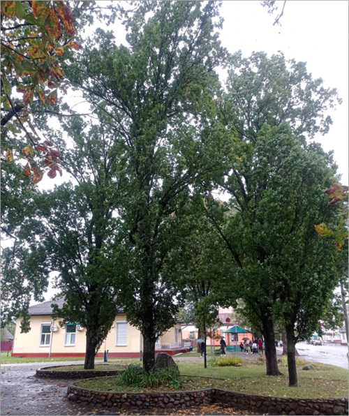 Baranovichskye pyramid oaks
