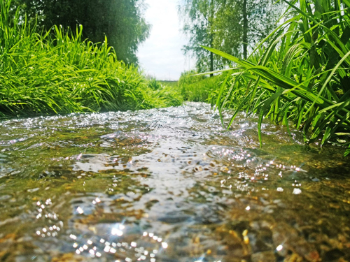 Заказник «Ракитник»