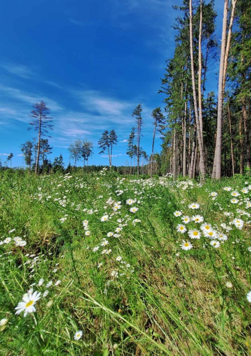 Заказник «Романьки-Корчевка»