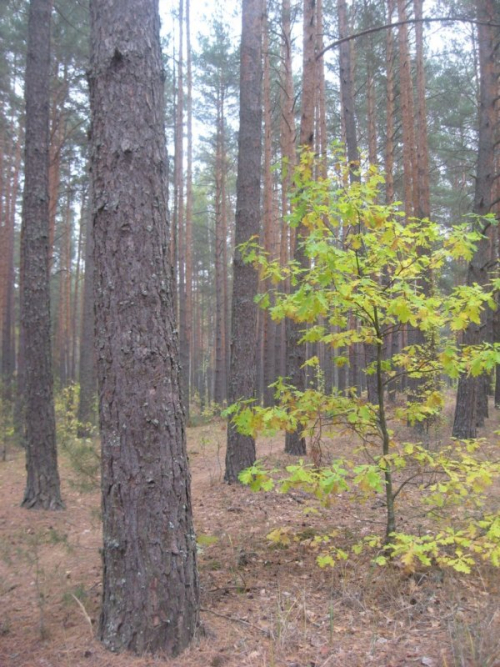 Unique forest area (pine)