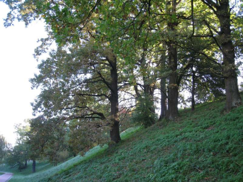 Вековая дубрава парка «Курасовщина»