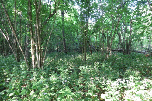 Khovanshchina Nature Reserve