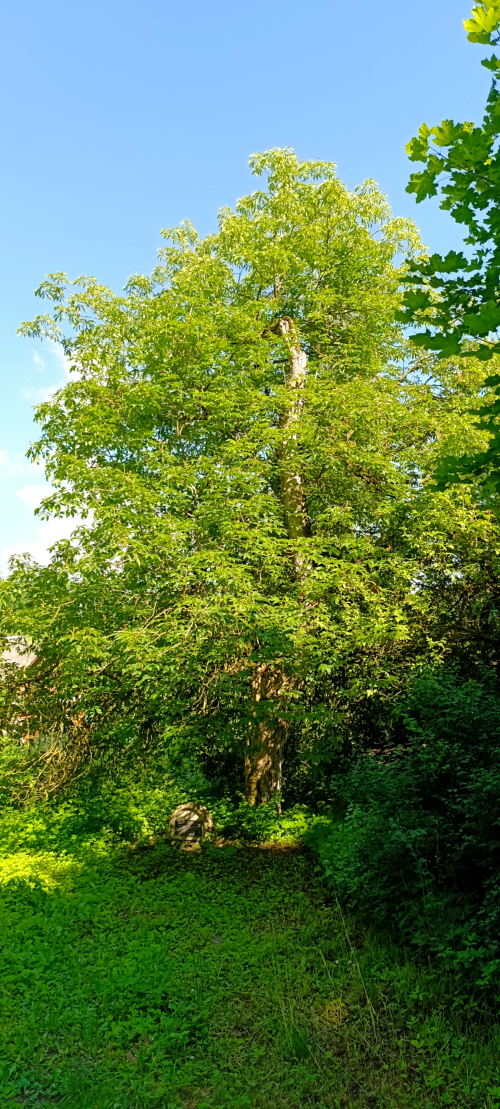 Каштан восьмитычинковый «Райцевский»