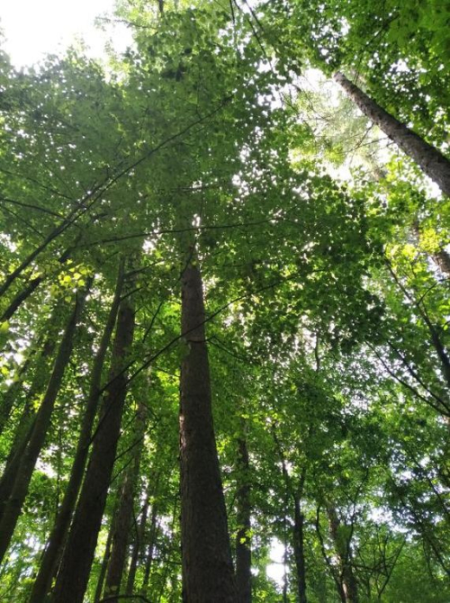 Насаждение с участием экзотов «Городейское»