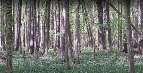 Заказник «Чабусы»