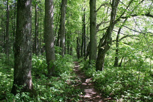 Парк «Ольшево»
