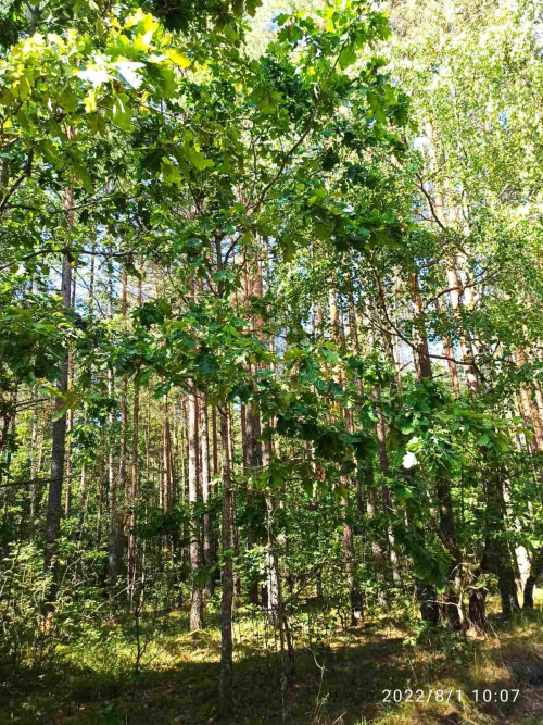 Заказник «Забродье»