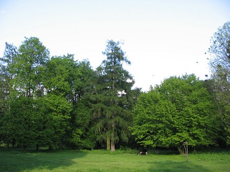 Park in the town of Skidel