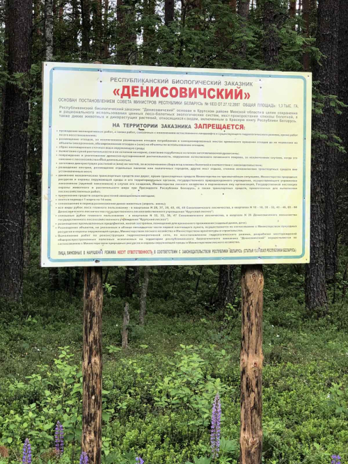 Заказник «Денисовичский»