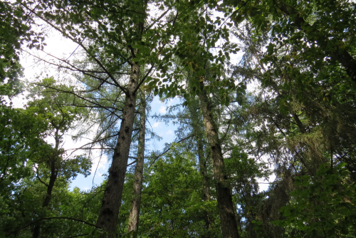 Poriachsky larch forest