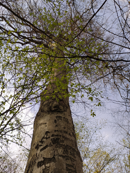 Velikoritskie forest beeches